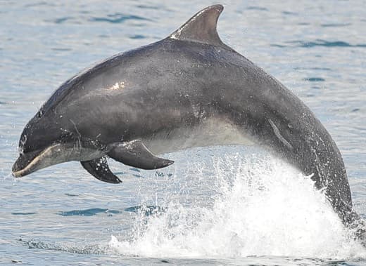 General photo of Richard Benjamin