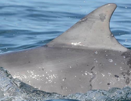 Left Dorsal Fin