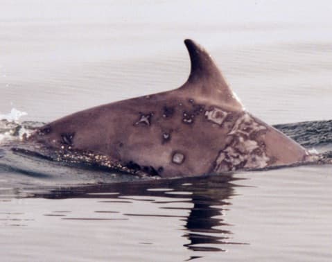 Left Dorsal Fin