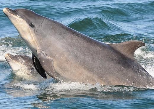 General photo of null