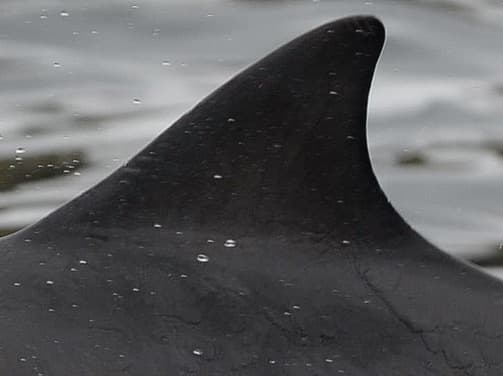 Left Dorsal Fin