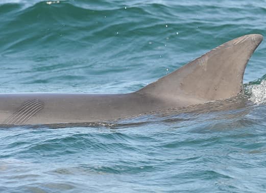Left Dorsal Fin