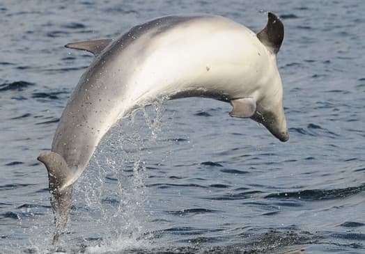 General photo of Pride