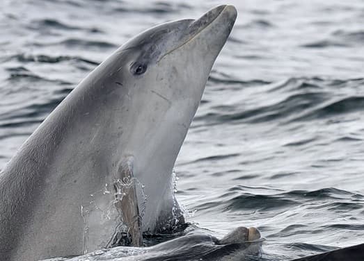 General photo of Hiccup