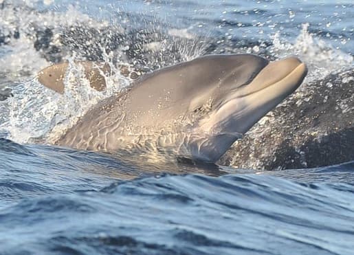 General photo of null