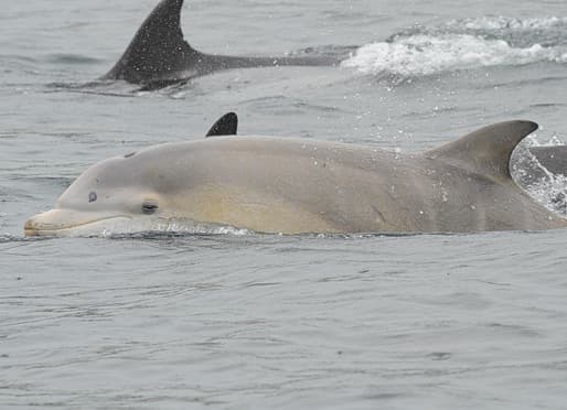 General photo of null