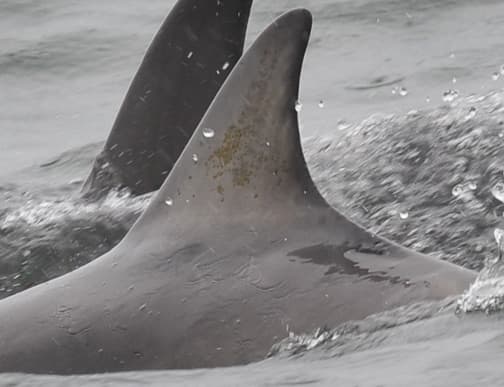 Left Dorsal Fin