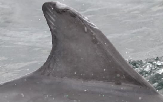 Left Dorsal Fin