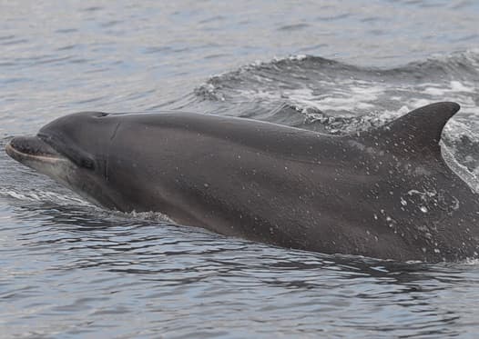 General photo of Danni D