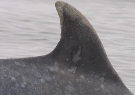 Left Dorsal Fin