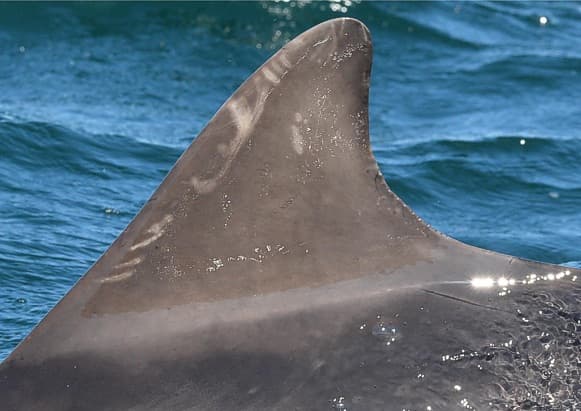 Left Dorsal Fin