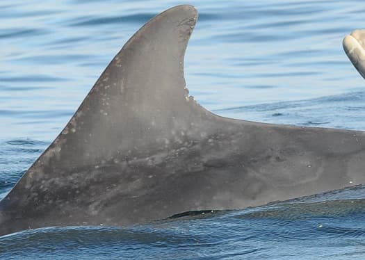 Left Dorsal Fin