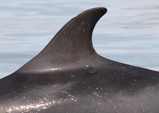 Left Dorsal Fin