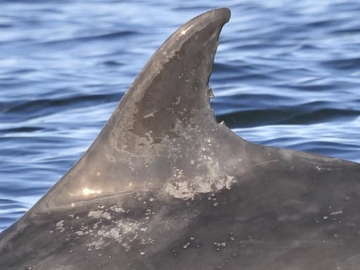 Left Dorsal Fin