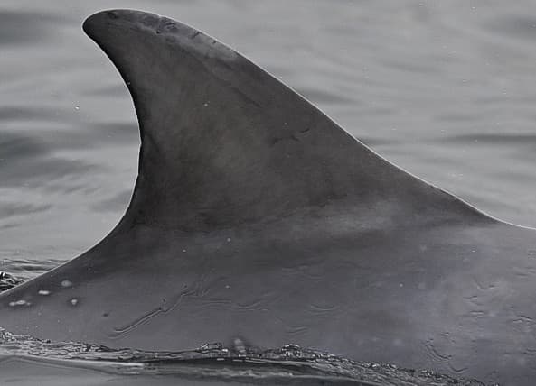 Left Dorsal Fin