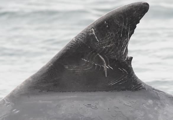 Left Dorsal Fin