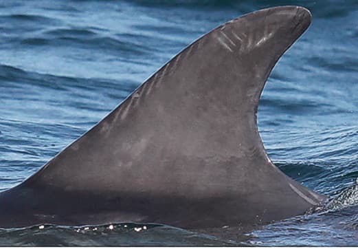Left Dorsal Fin