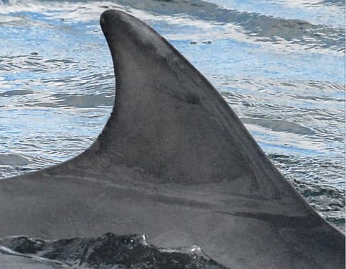 Left Dorsal Fin