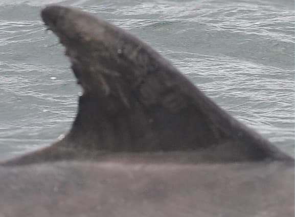 Left Dorsal Fin
