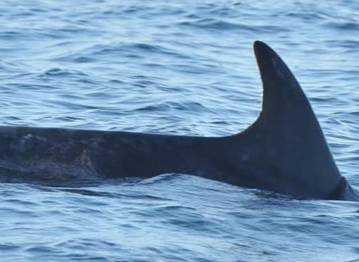 Left Dorsal Fin