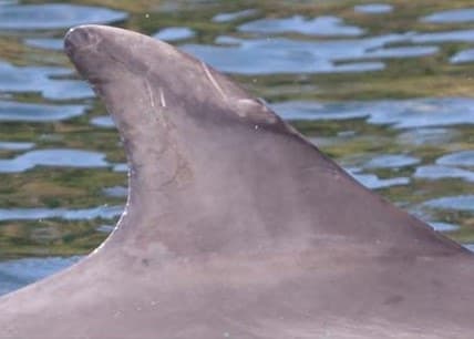 Left Dorsal Fin