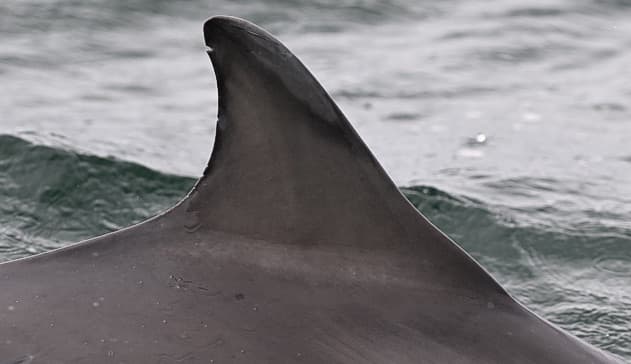 Left Dorsal Fin