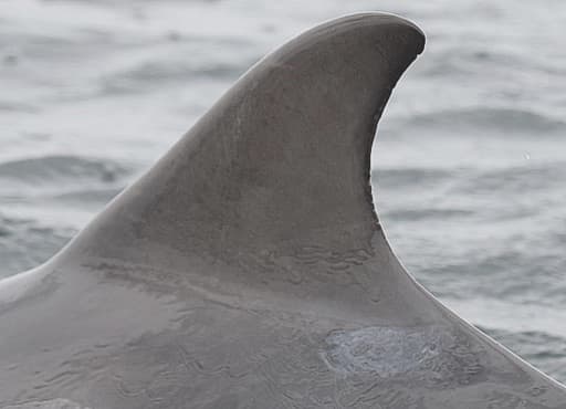 Left Dorsal Fin