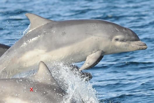 General photo of Alfie (Fang)