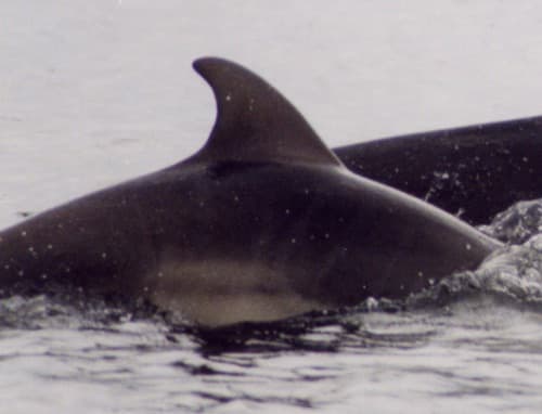Left Dorsal Fin
