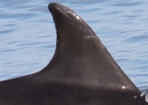 Left Dorsal Fin
