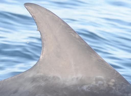 Left Dorsal Fin
