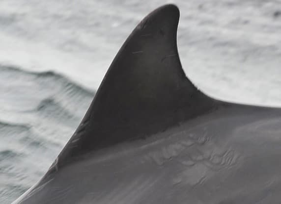 Left Dorsal Fin