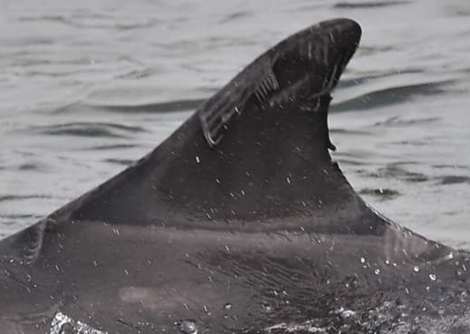 Left Dorsal Fin