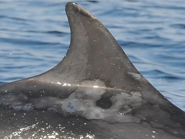 Left Dorsal Fin