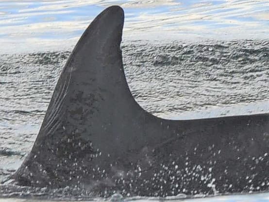 Left Dorsal Fin