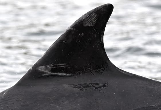 Left Dorsal Fin