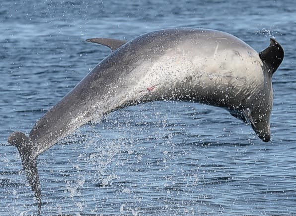 General photo of Orion