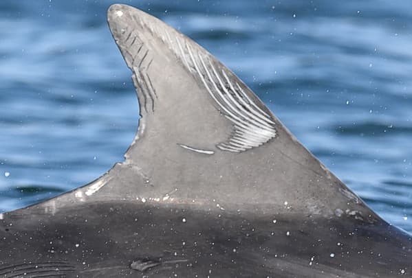 Left Dorsal Fin