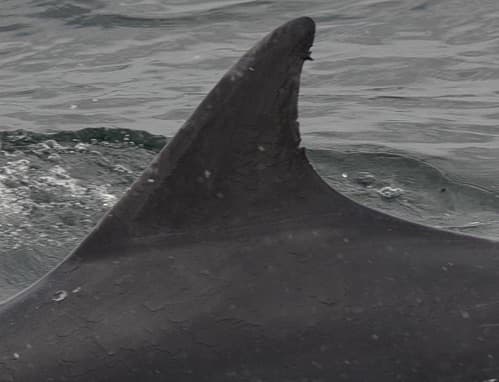 Left Dorsal Fin