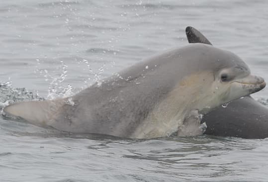 General photo of null