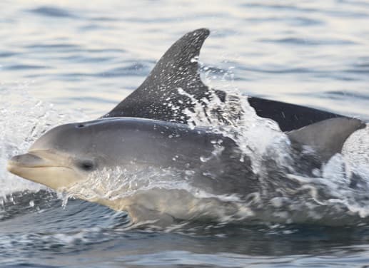 General photo of Dixie