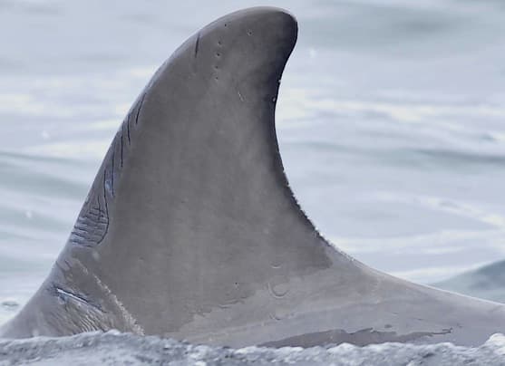 Left Dorsal Fin