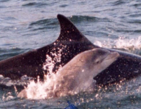 Left Dorsal Fin