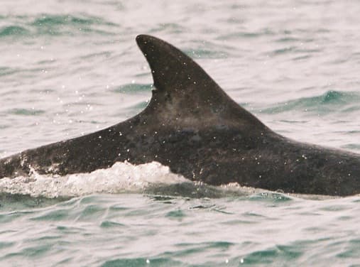 Left Dorsal Fin