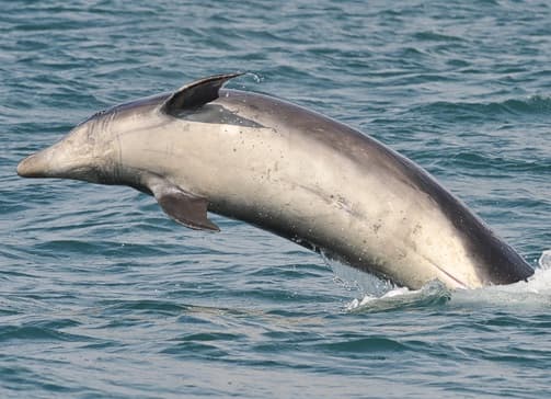 General photo of Moon