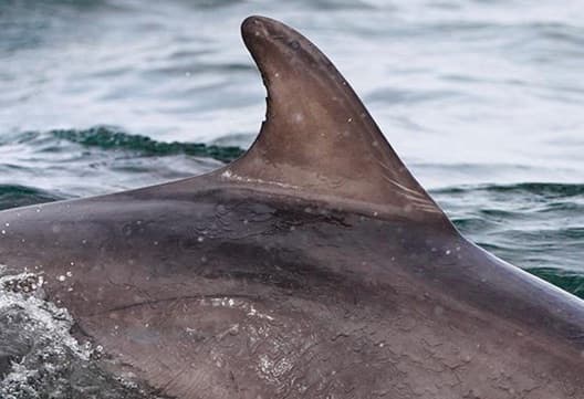 Left Dorsal Fin