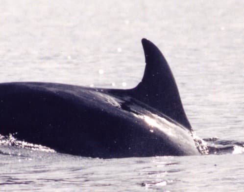 Left Dorsal Fin