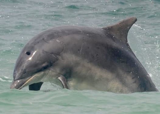 General photo of Bean