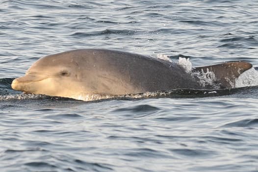 General photo of null