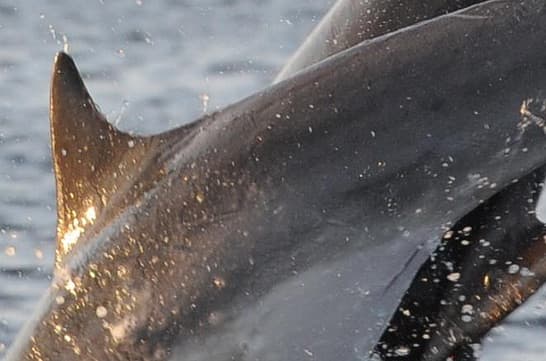 General photo of Jeeves